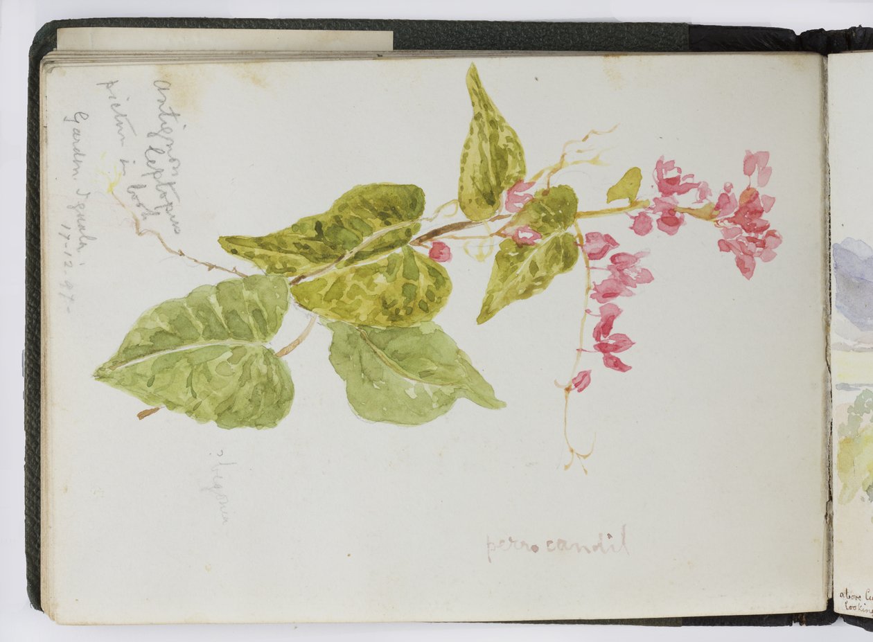 Szkicownik akwareli, Rysunki i notatki, Meksyk, 1896-1898 (akwarela) autorstwa Adela Breton