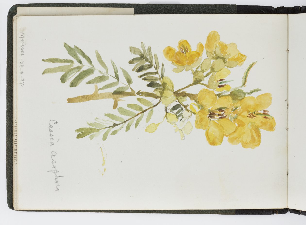 Szkicownik akwareli, Rysunki i notatki, Meksyk, 1896-1898 (akwarela) autorstwa Adela Breton