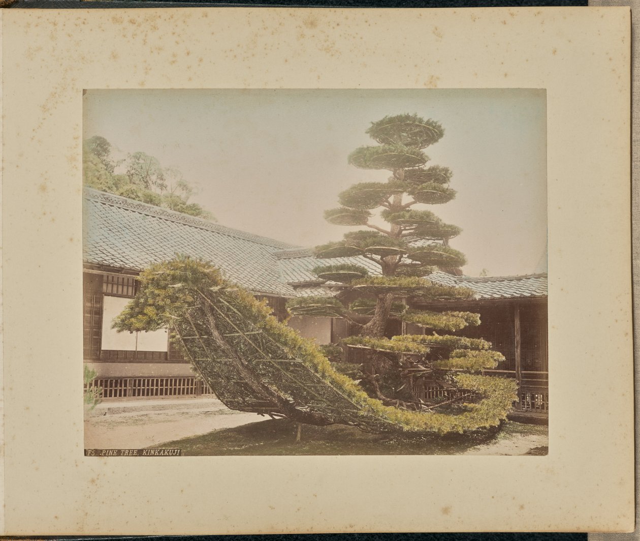 Sosna, Kinkakuji autorstwa Adolfo Farsari