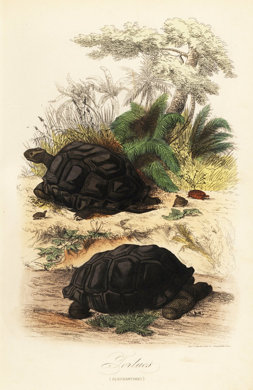 Żółw olbrzymi, Aldabrachelys gigantea, wrażliwy autorstwa Adolph (after) Fries