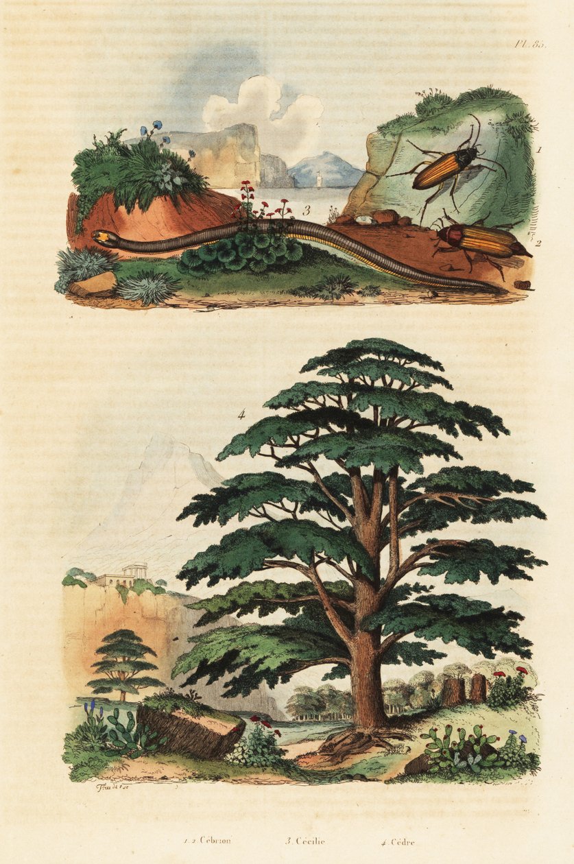 Cedr Libanu, dwurzędowy chrząszcz beznogi i chrząszcz kleszczowy, 1834-1839 (rycina) autorstwa Adolph (after) Fries