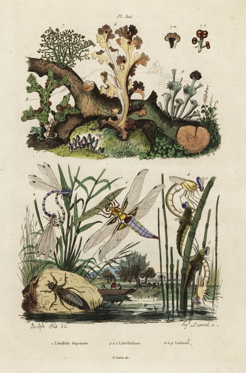 Ścigacz, skimmer i porosty.,1834-1839 (grafika) autorstwa Adolph (after) Fries