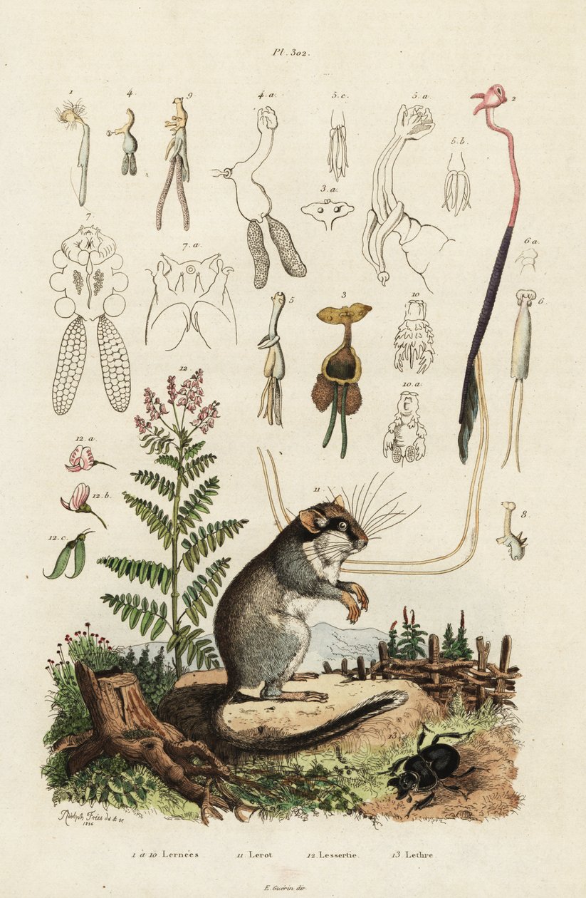 Popielica, widłonogi i chrząszcz. ,1834-1839 (grawerowanie) autorstwa Adolph (after) Fries