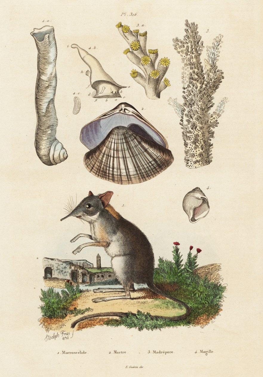 Ryjówka słoniowa, małż i koralowce.,1834-1839 (rycina) autorstwa Adolph (after) Fries