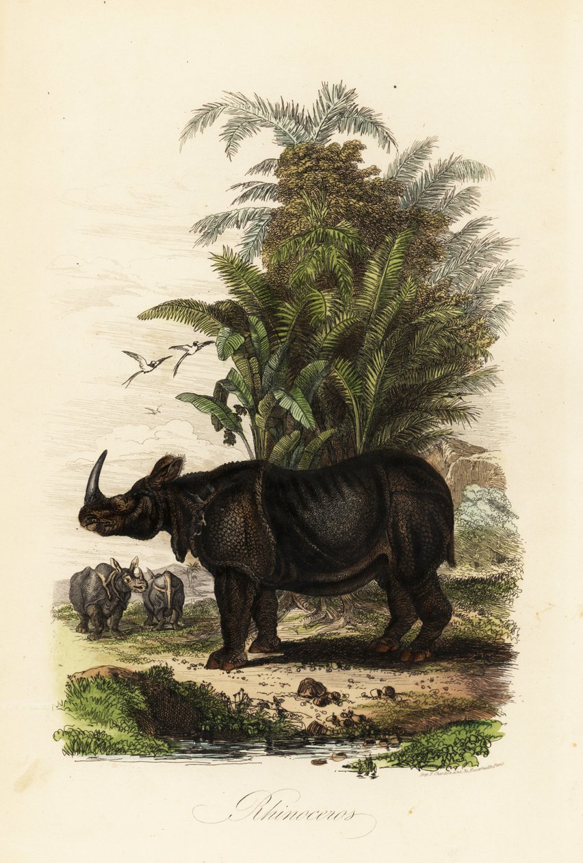 Nosorożec indyjski, Rhinoceros unicornis, wrażliwy autorstwa Adolph (after) Fries
