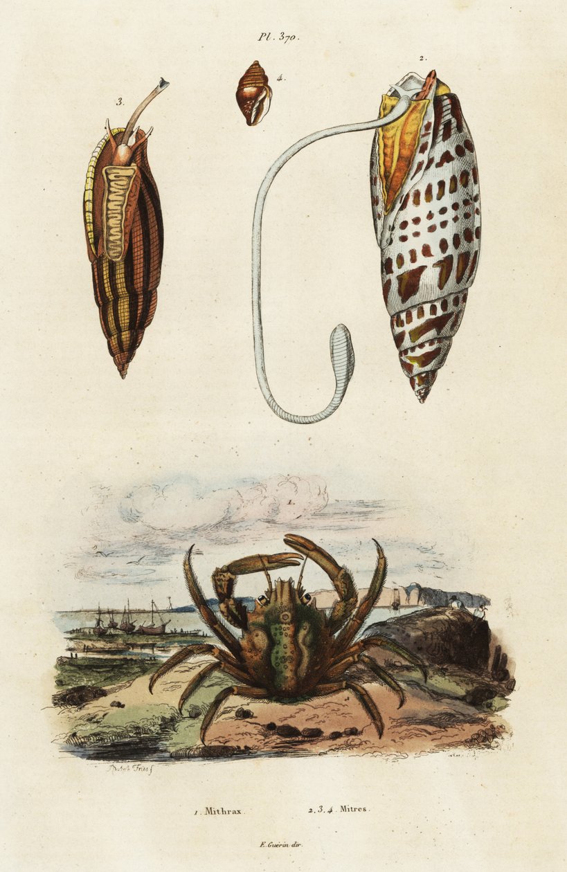 Muszle mitra i zielony krab czepiający się, 1834-1839 (rycina) autorstwa Adolph (after) Fries