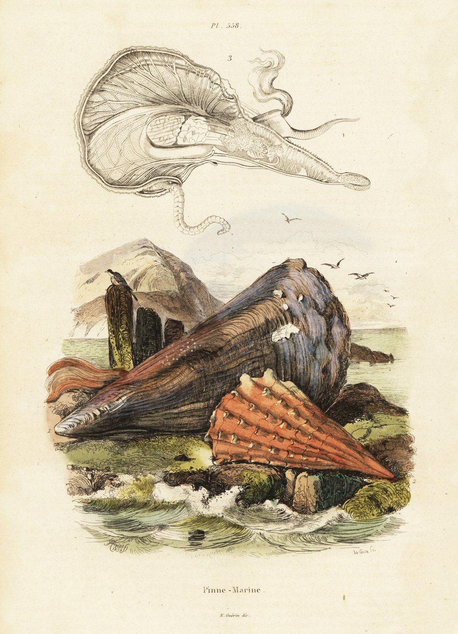 Skorupki lub małże. ,1834-1839 (grawerowanie) autorstwa Adolph (after) Fries