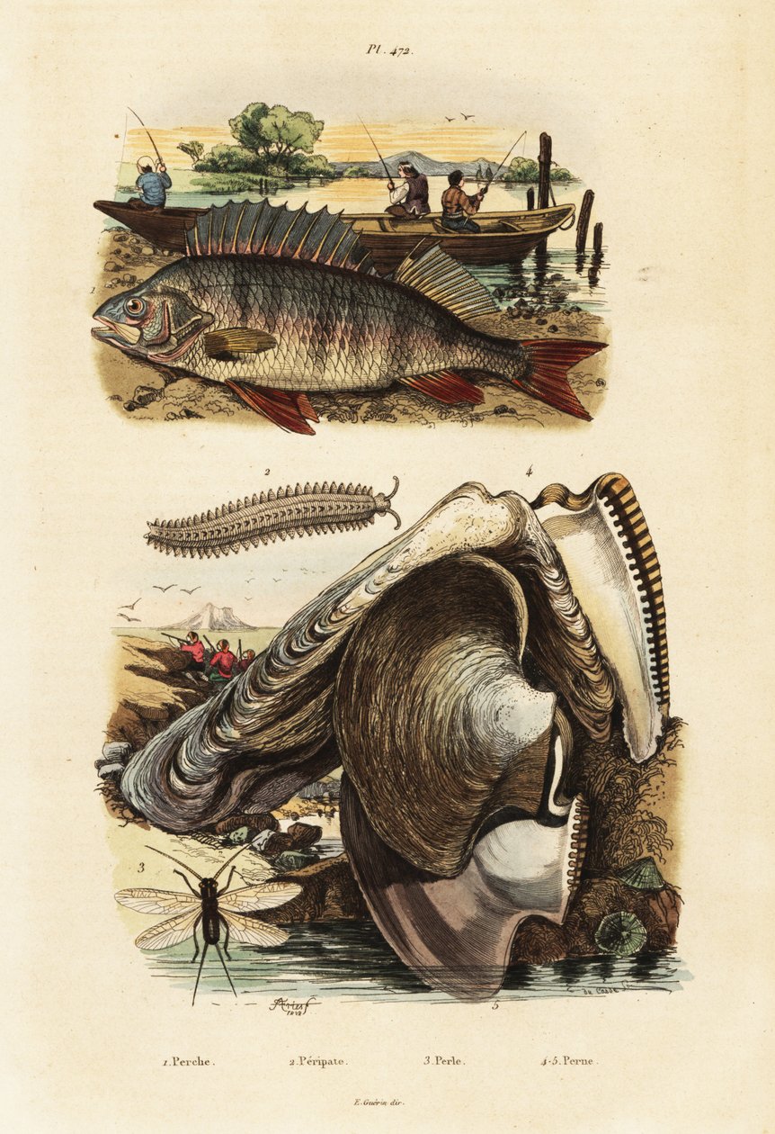 Okoń, perłowy ostryg, aksamitny robak i siniak.,1834-1839 (grafika) autorstwa Adolph (after) Fries