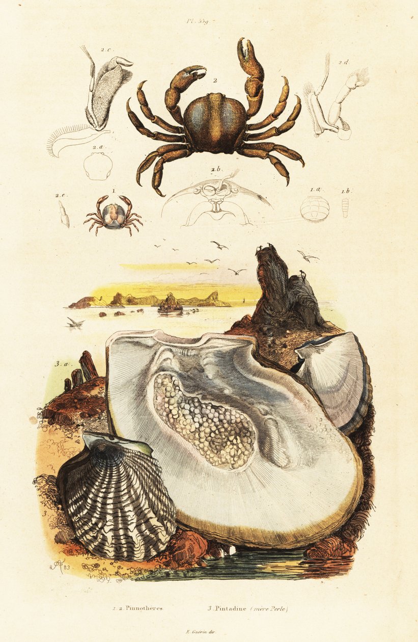 Kraby szpilkowe i ostryga perłowa, 1834-1839 (grawerowanie) autorstwa Adolph (after) Fries
