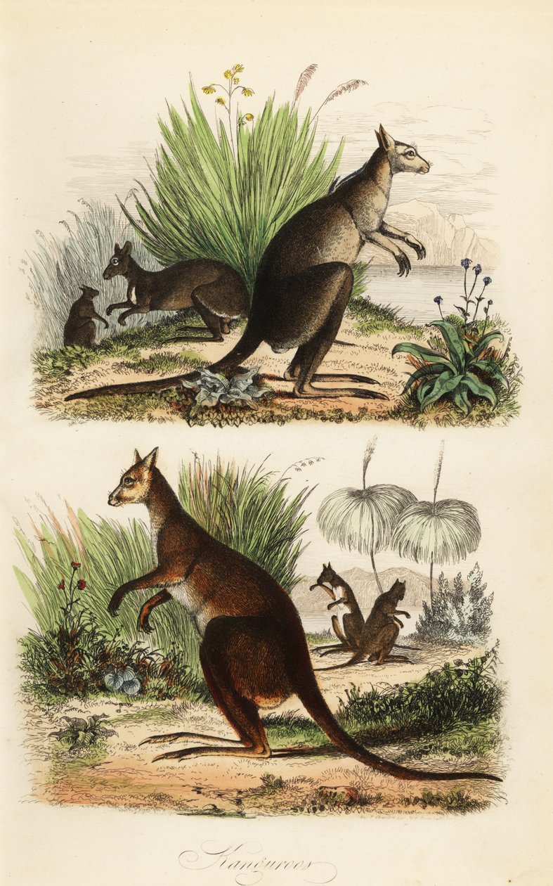 Kangur rudy, Macropus rufus (na dole), kangur szary wschodni, Macropus giganteus (na górze po prawej) i wallaby ciemna, Thylogale brunii (na górze po lewej) autorstwa Adolph (after) Fries