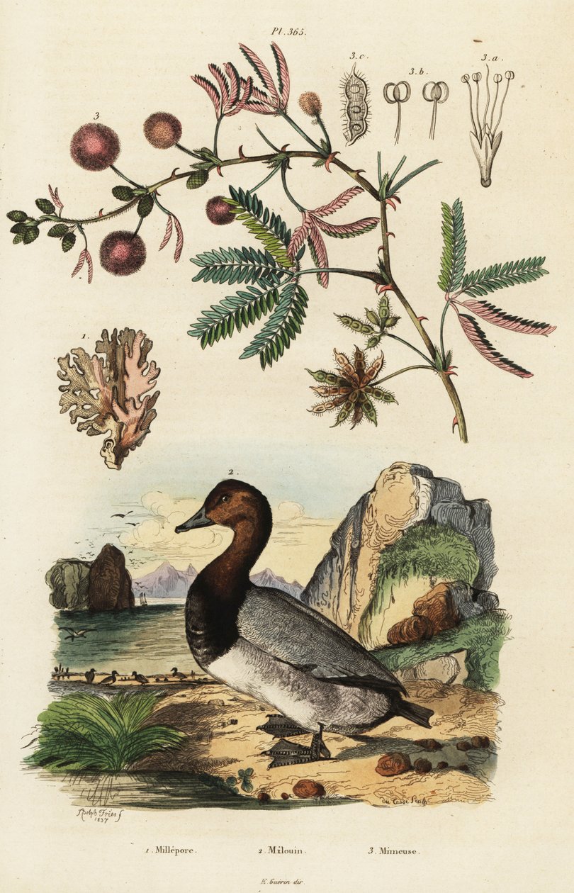 Imbir morski, pocztówkowy i wrażliwa roślina. ,1834-1839 (grawerowanie) autorstwa Adolph (after) Fries
