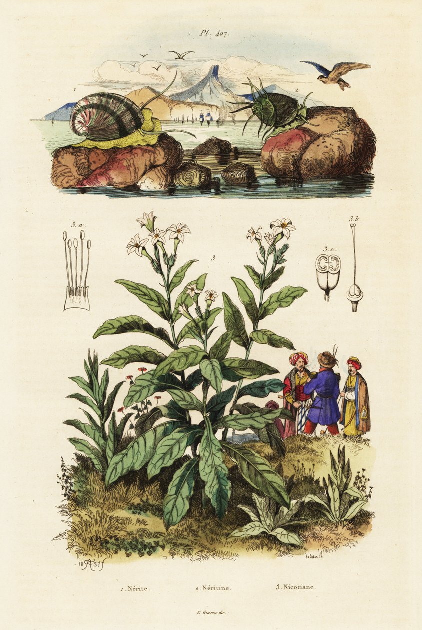 Ślimaki morskie i tytoń. ,1834-1839 (grawerowanie) autorstwa Adolph (after) Fries