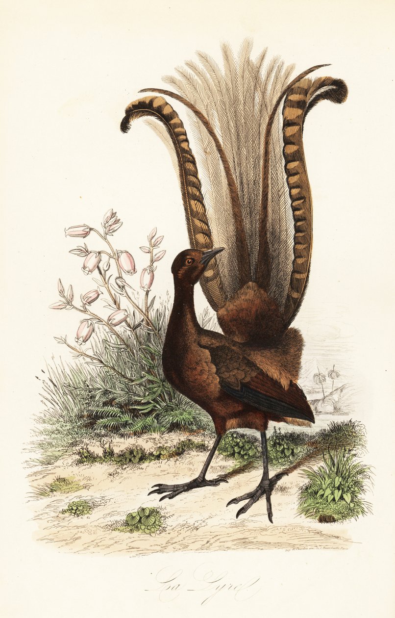 Lirogon wspaniały, Menura novaehollandiae, la Lyre i azalia fałszywa, Menziesia ferruginea autorstwa Adolph (after) Fries