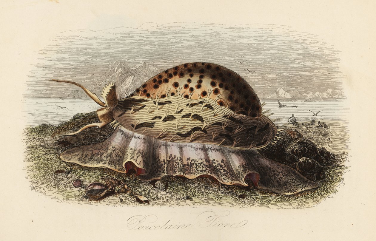 Kawiarka tygrysia , Cypraea tigris autorstwa Adolph (after) Fries