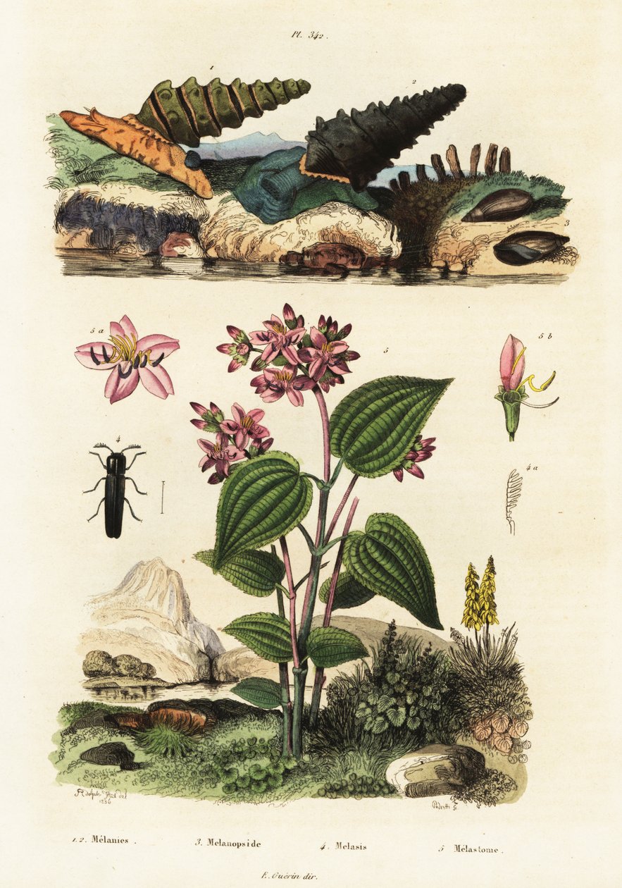 Ślimaki trąbkowe, żuki żołnierskie i Clidemia.,1834-1839 (rycina) autorstwa Adolph (after) Fries