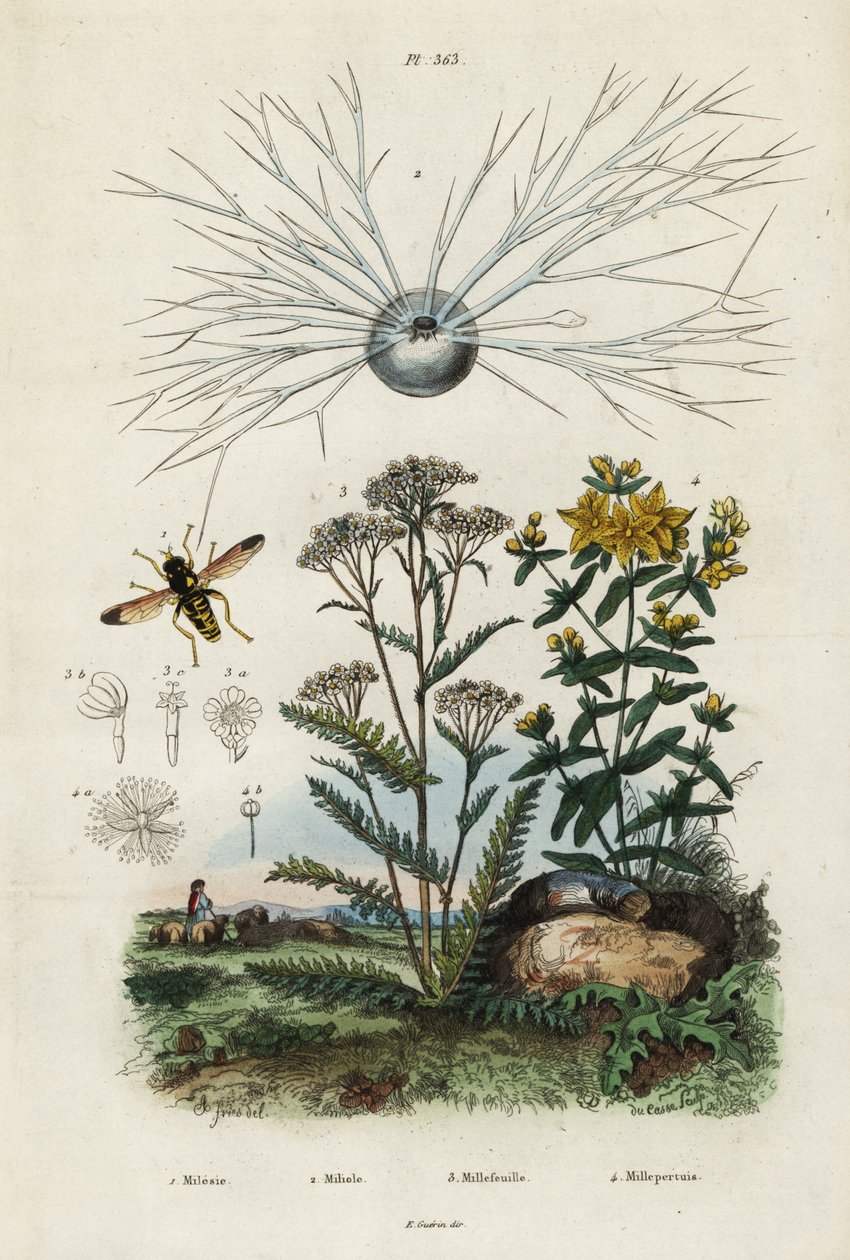 Krwawnik zwyczajny, dziurawiec, otwornice i bzygowate.,1834-1839 (rycina) autorstwa Adolph (after) Fries