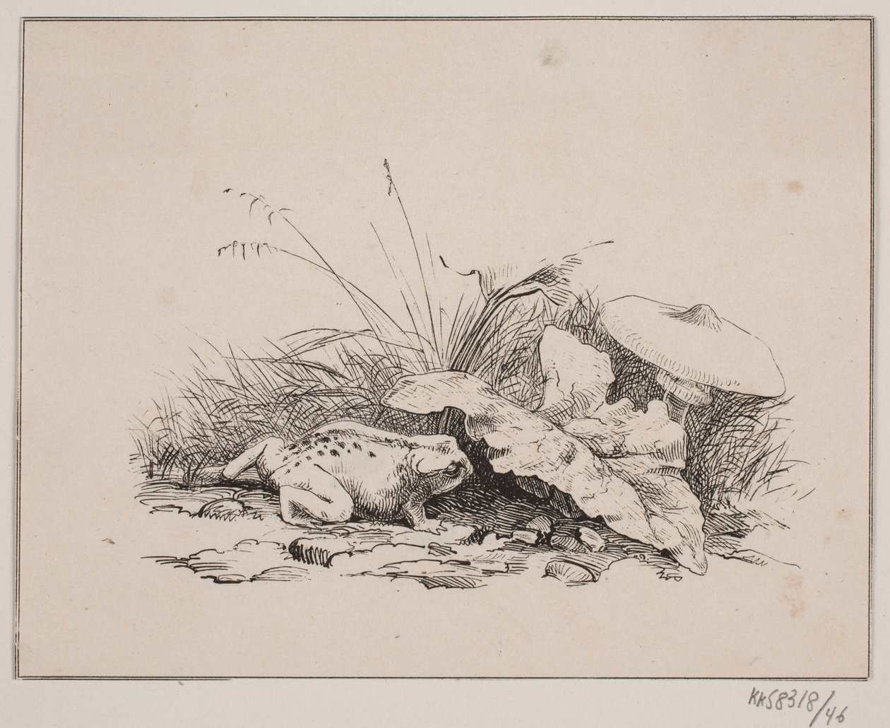 ropucha autorstwa Johan Adolph Kittendorff