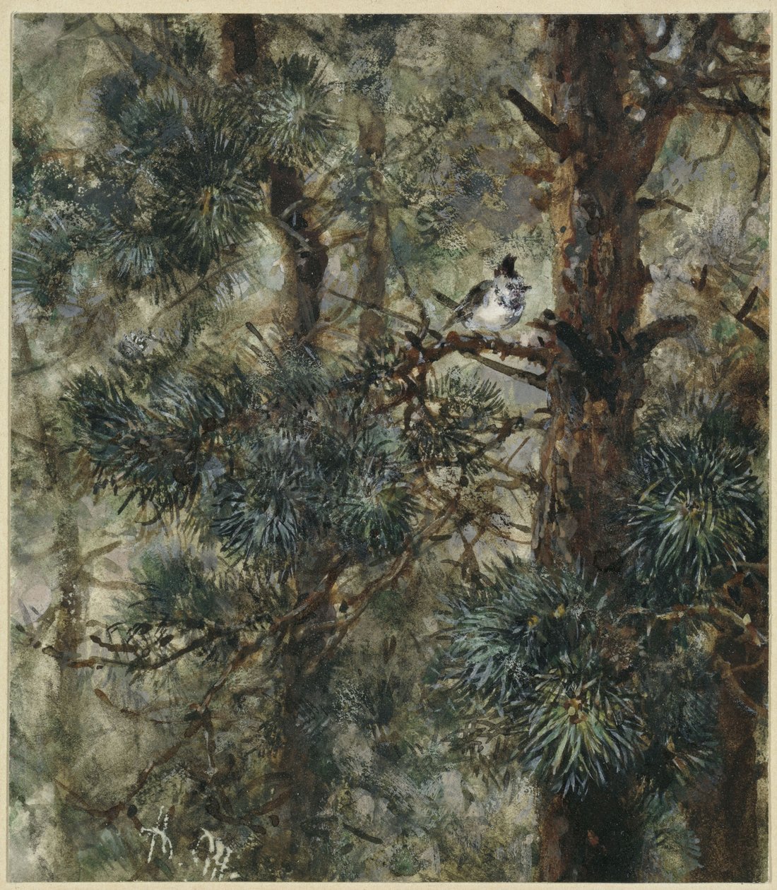 Sikora czubata w gałęziach sosny. Z „Albumu dla dzieci” autorstwa Adolph Menzel