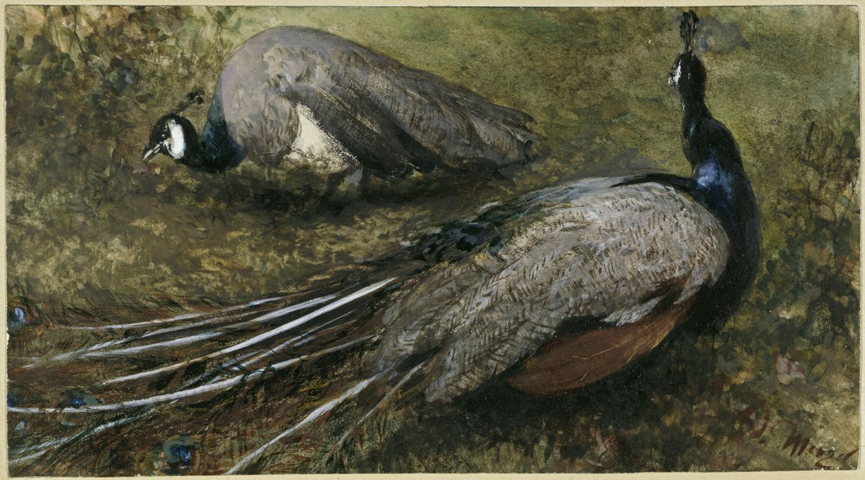 Dwa pawie. Z „Albumu dla dzieci” autorstwa Adolph Menzel