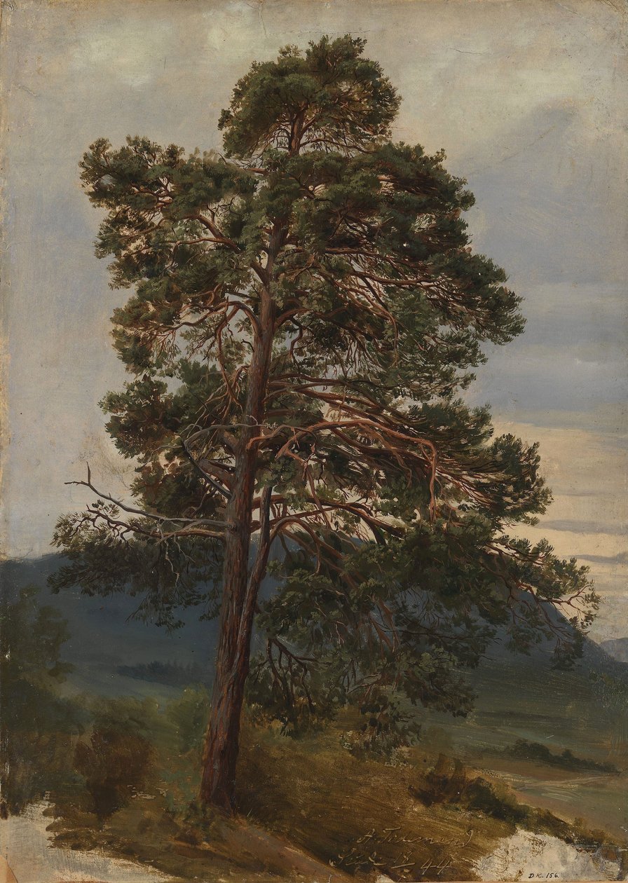 Studium sosny autorstwa Adolph Tidemand