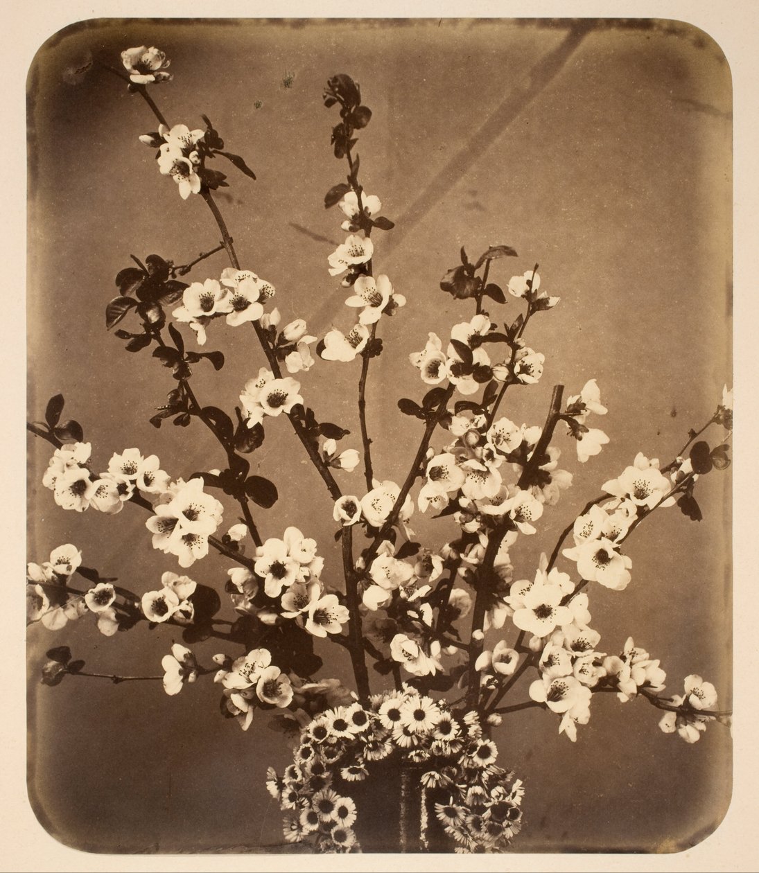 Kwiatowa martwa natura autorstwa Adolphe Braun