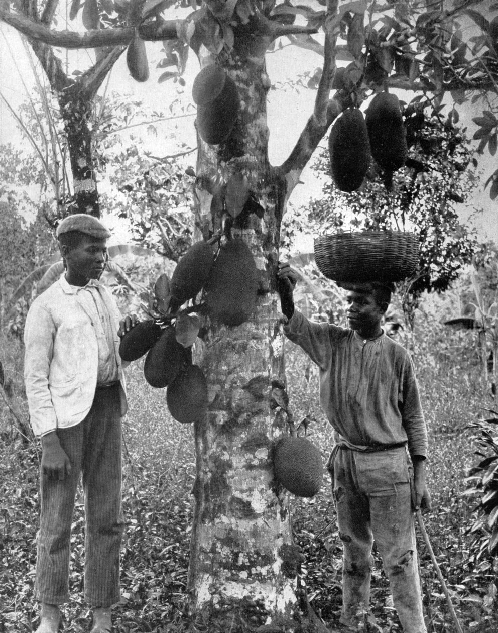 Jackfruit, Jamajka, ok. 1905. autorstwa Adolphe Duperly and Son