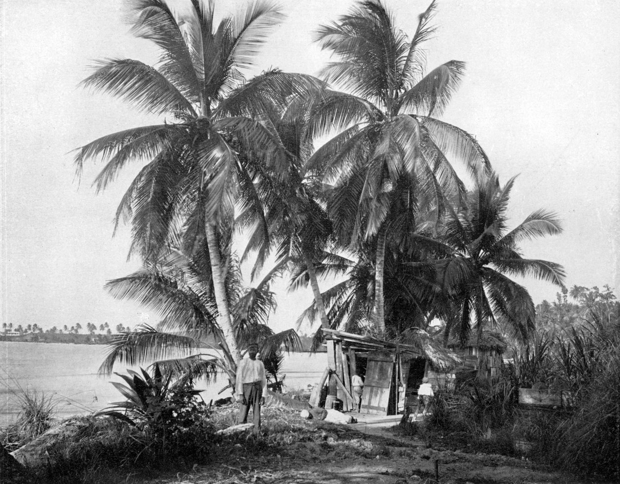 W drodze do Blue Hole, Port Antonio, Jamajka, ok. 1905. autorstwa Adolphe Duperly and Son