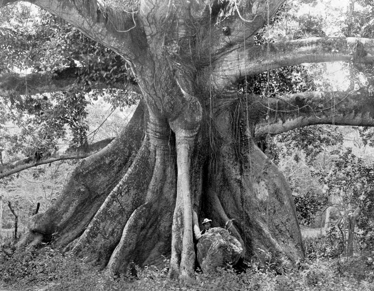 Tom Cringles Cotton Tree, Spanish Town Road, Jamajka, c1905. autorstwa Adolphe Duperly and Son