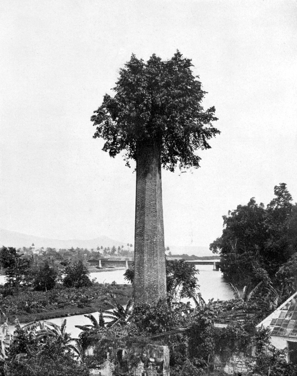 Drzewo wyrastające ze starego komina cukrowni, Jamajka, ok. 1905 r. autorstwa Adolphe Duperly and Son