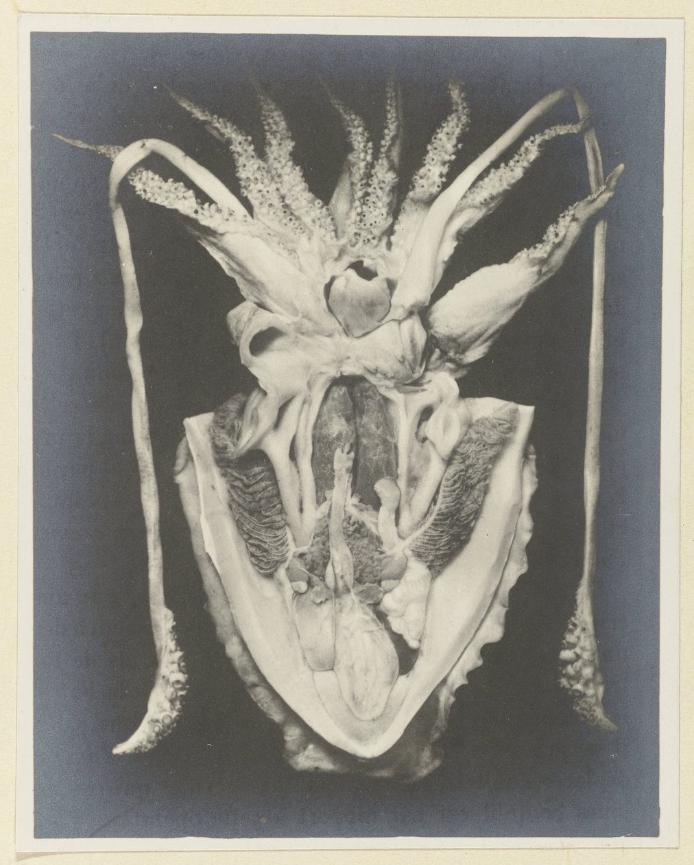Anatomia kałamarnicy Anatomia de la Seiche (tytuł na obiekcie) autorstwa Adolphe Louis Donnadieu