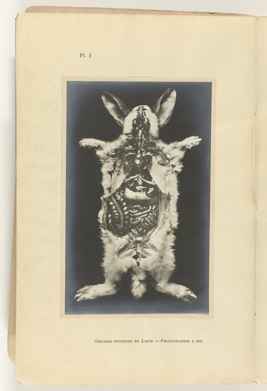 Królik rozcięty z widocznymi organami Organes internes du lapin - Fotografia a sec autorstwa Adolphe Louis Donnadieu