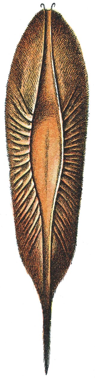 Etui na jajka Chimery autorstwa Adolphe Philippe Millot
