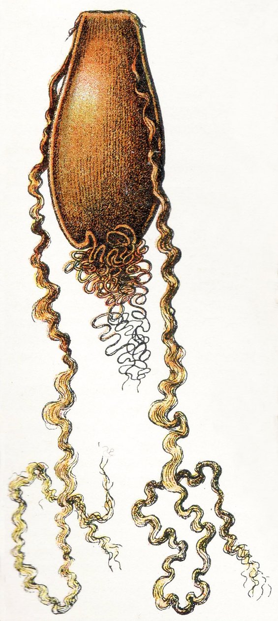 Jajko rekina (Scyliorhinus), 1923 autorstwa Adolphe Philippe Millot