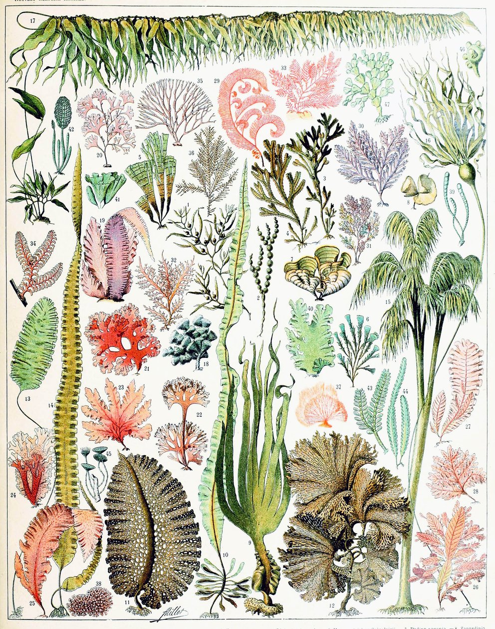 Ilustracja glonów i wodorostów z ok. 1923 r. autorstwa Adolphe Philippe Millot