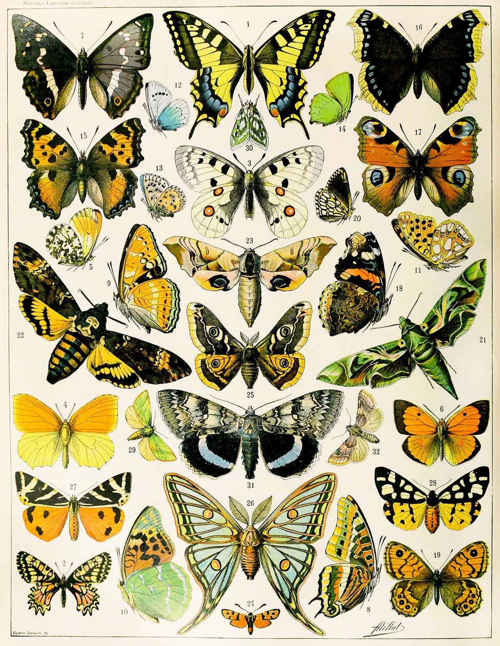 Ilustracja motyli i ciem c.1923 (lito) autorstwa Adolphe Philippe Millot