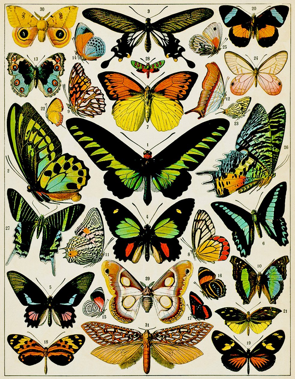 Ilustracja motyli i ciem ok. 1923 r. autorstwa Adolphe Philippe Millot