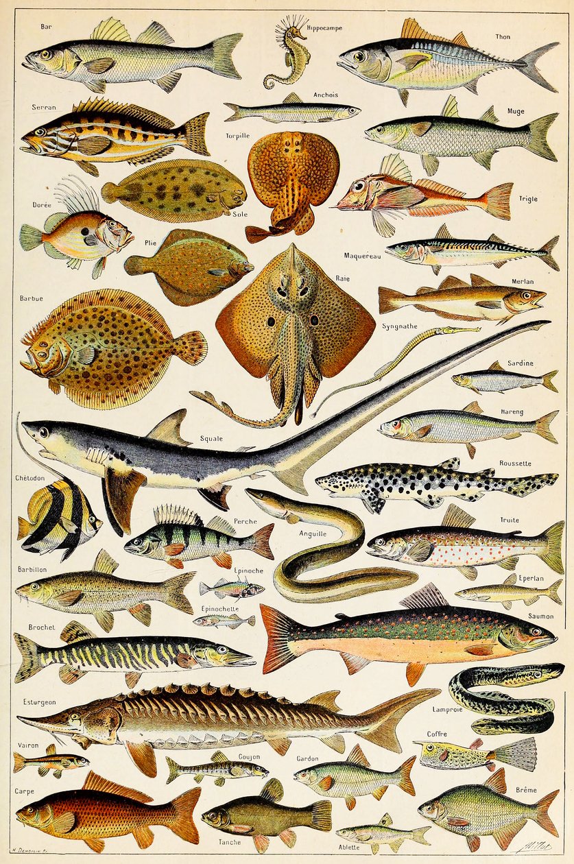 Ilustracja przedstawiająca jadalną rybę, ok. 1923 autorstwa Adolphe Philippe Millot