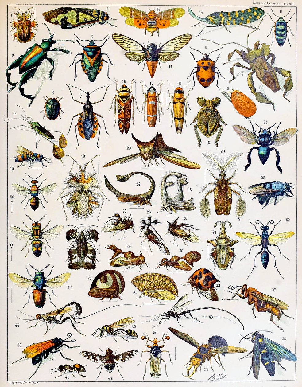 Ilustracja owadów ok. 1923 r. autorstwa Adolphe Philippe Millot