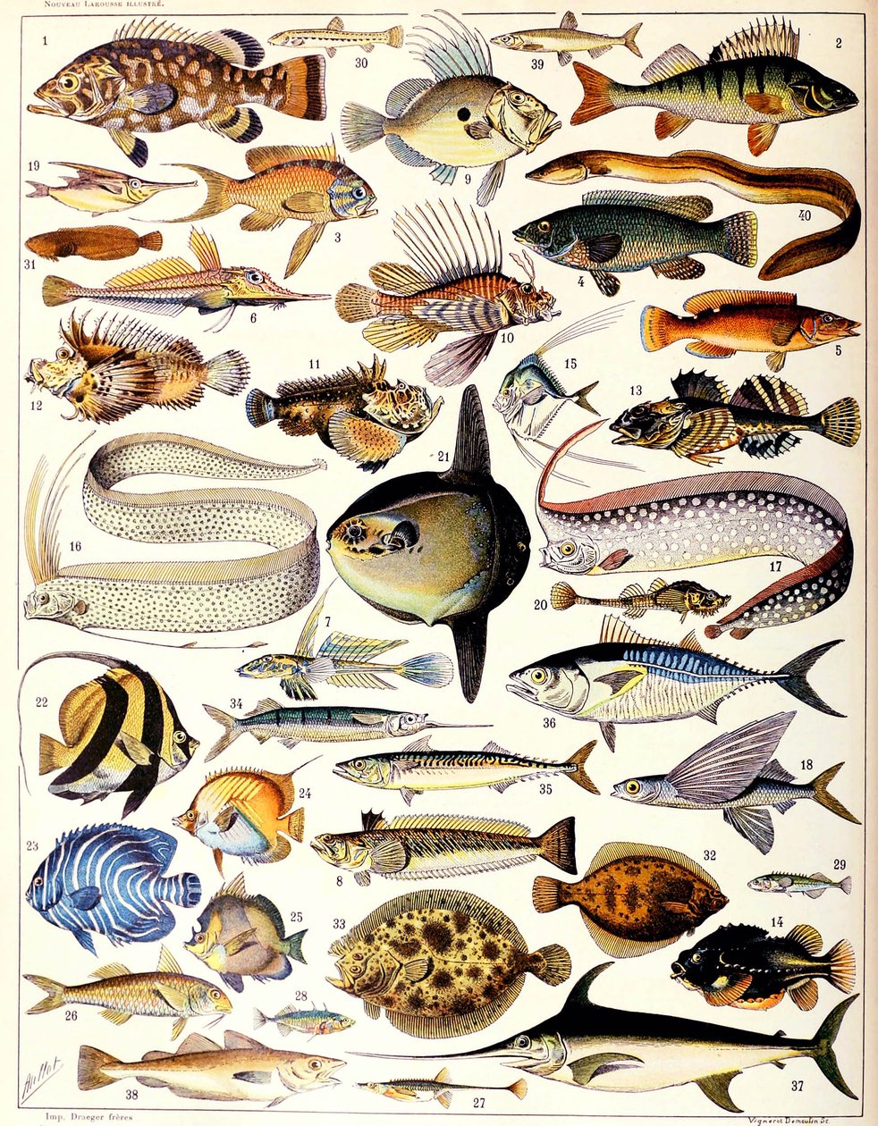 Ilustracja ryby morskiej ok. 1923 r. autorstwa Adolphe Philippe Millot