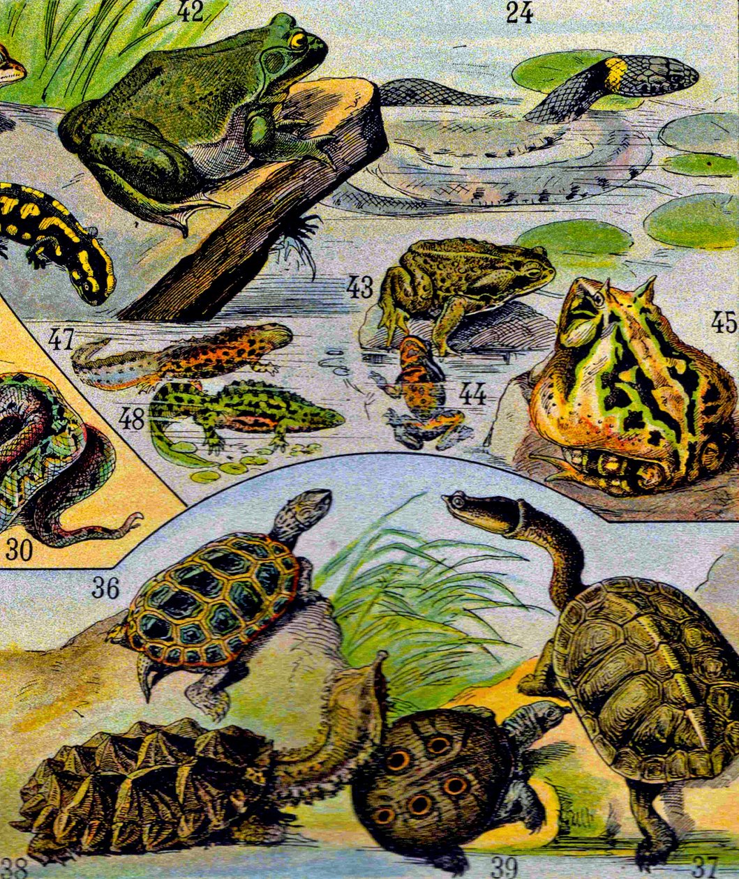 Ilustracja gadów i płazów ok. 1923 r. autorstwa Adolphe Philippe Millot