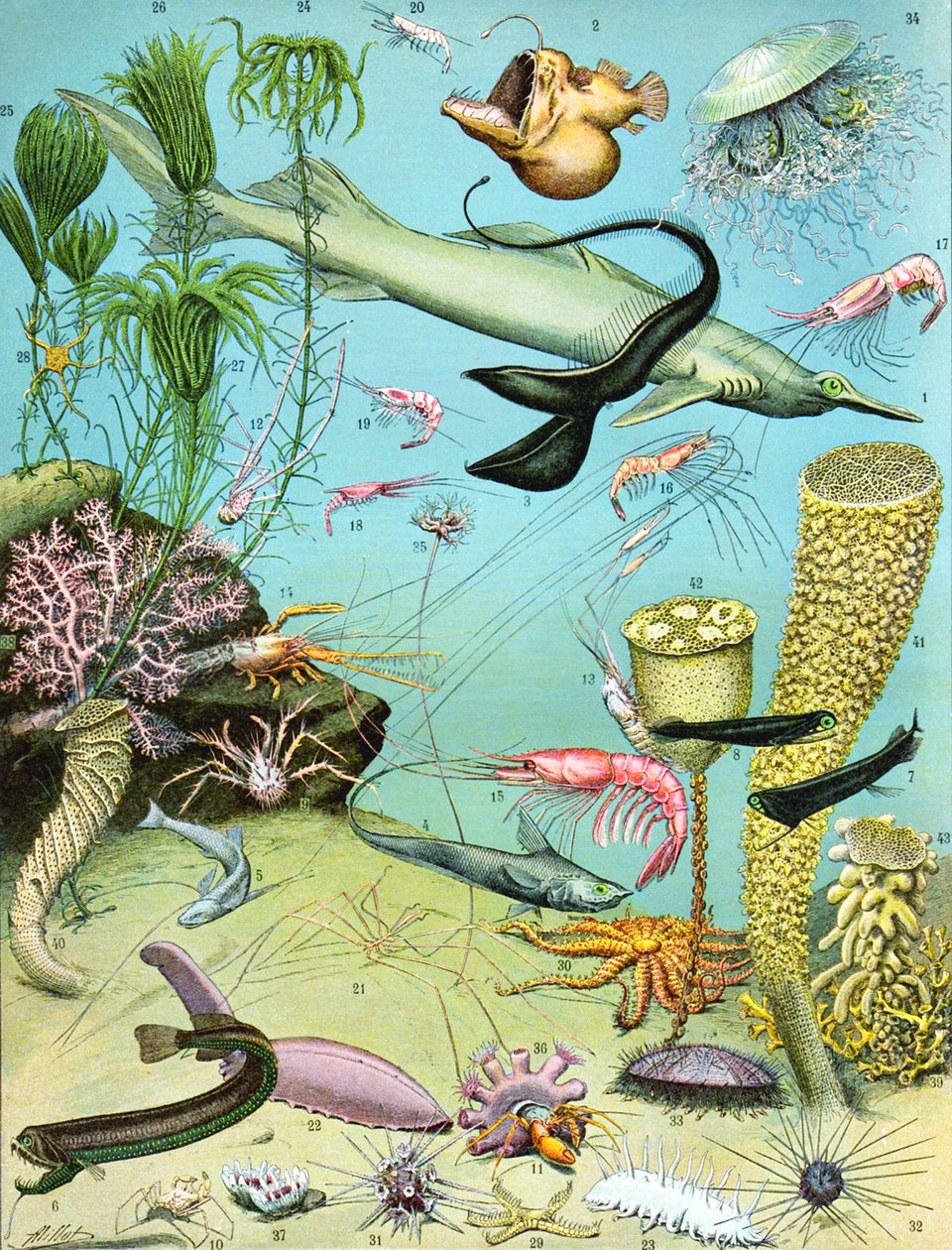 Ilustracja ekosystemu głębinowego c.1923 autorstwa Adolphe Philippe Millot