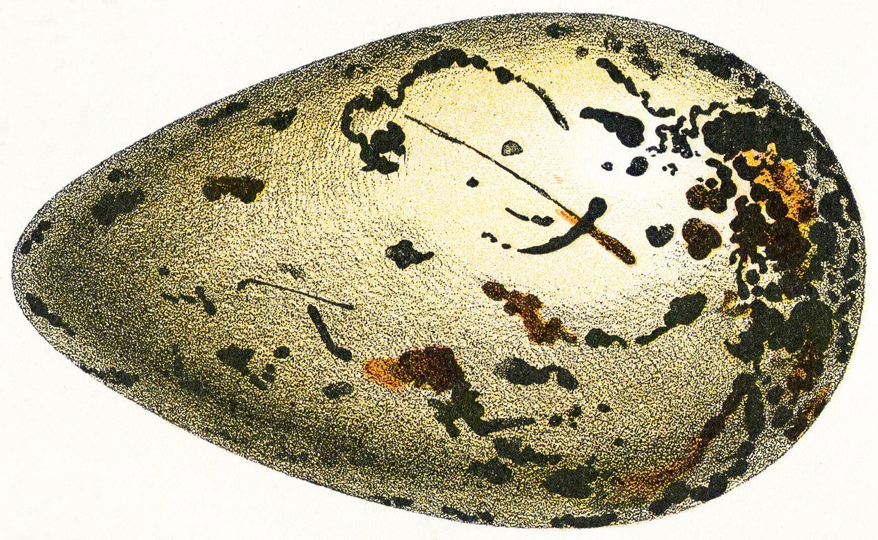 Jajo alczyka olbrzymiego, 1923 autorstwa Adolphe Philippe Millot