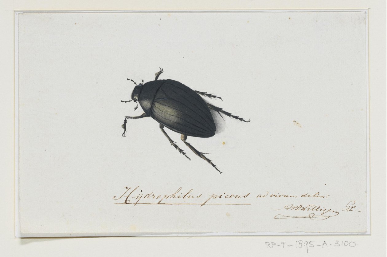 Chrząszcz czarnowodny Hydrophilus picens (tytuł na obiekcie) autorstwa Adriaan van der Willigen