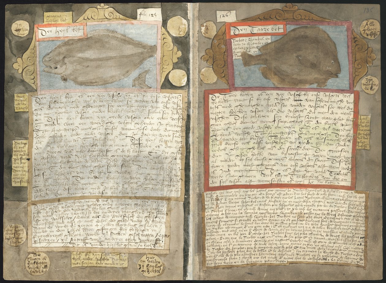 Visboeck . Adriaena Coenena autorstwa Adriaen Coenen