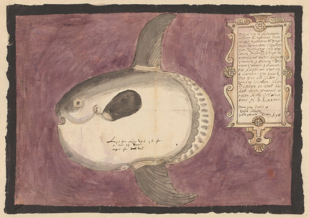 Samogłów oceaniczny (Mola mola) autorstwa Adriaen Coenen