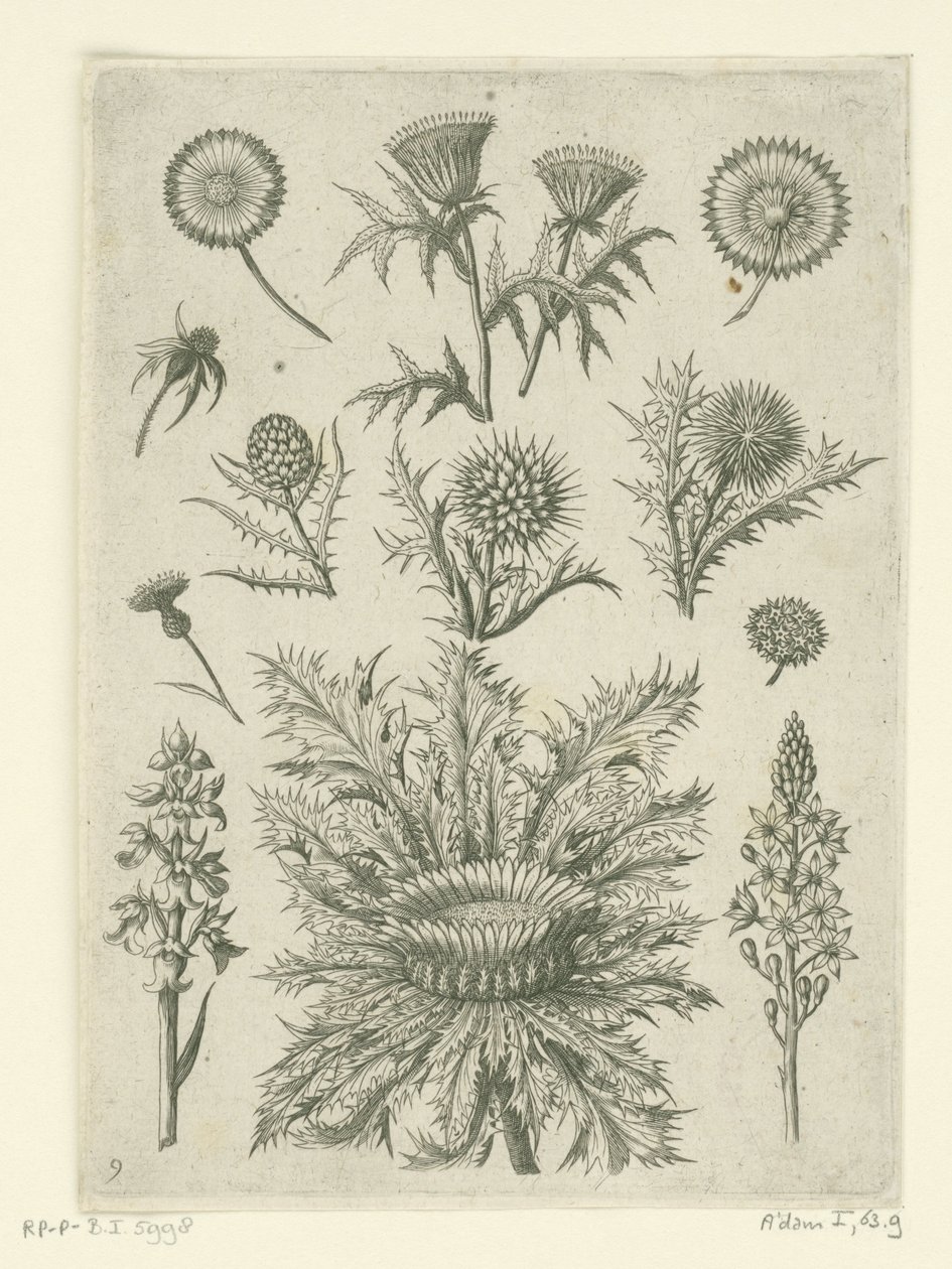 Odległe na różne sposoby Florilegium (tytuł serii) autorstwa Adriaen Collaert