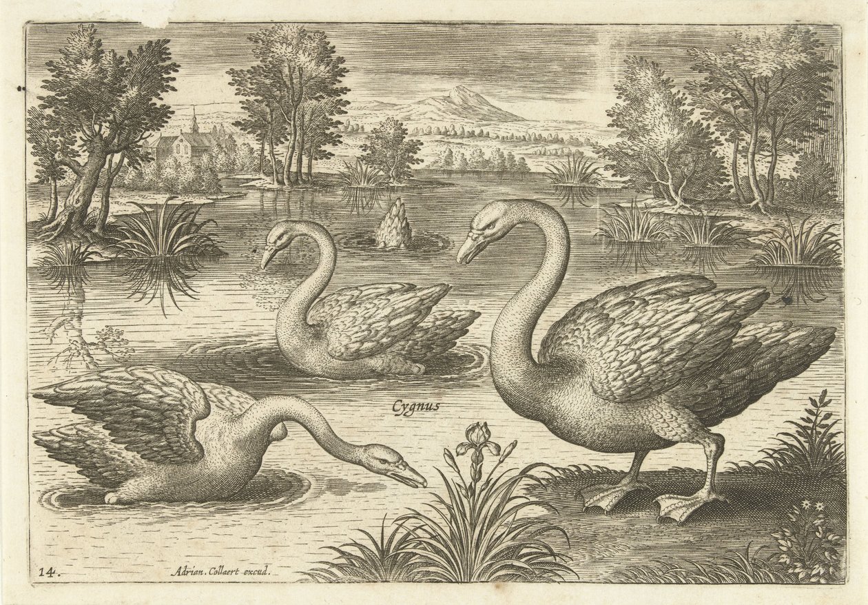 Trzy łabędzie w stawie Ptaki (tytuł serii) Avium vivae (tytuł serii) autorstwa Adriaen Collaert