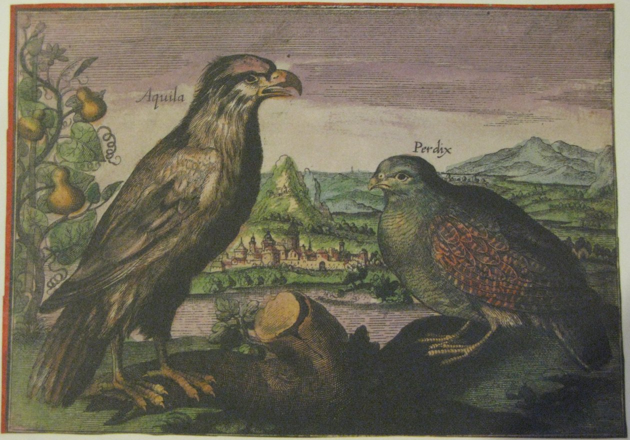 Orzeł i kuropatwa, Iconotheca Valvasoriana autorstwa Adriaen Collaert