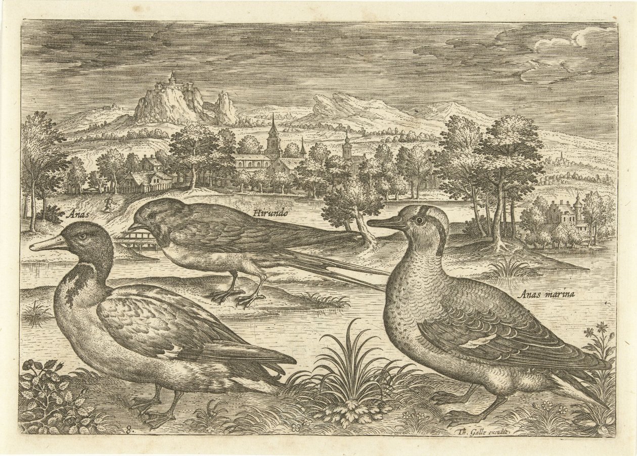 Niektóre ptaki w krajobrazie Ptaki (tytuł serii) Avivm vivae (tytuł serii) autorstwa Adriaen Collaert
