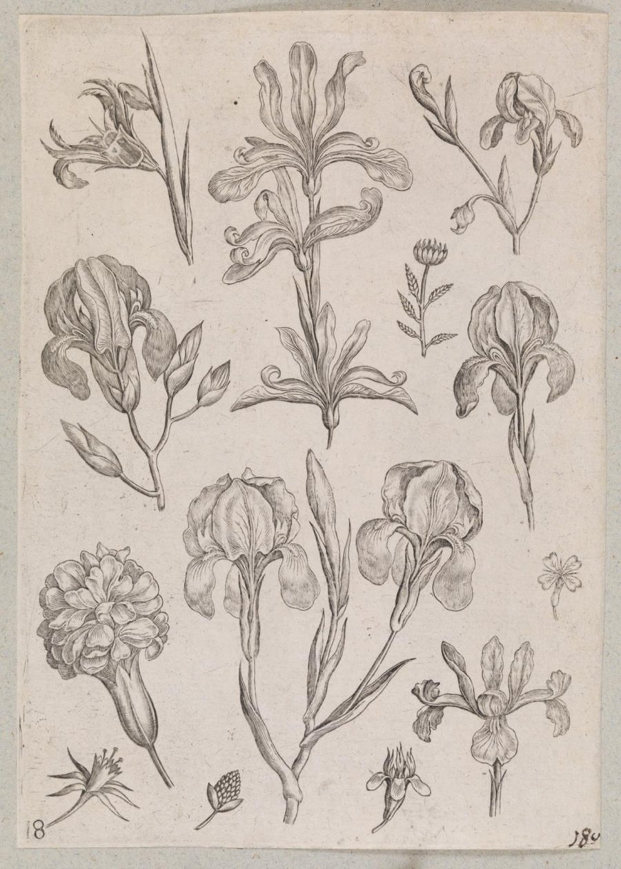 Irysy autorstwa Adriaen Collaert